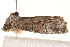  ( - BIOUG17457-A06)  @13 [ ] CreativeCommons - Attribution (2014) CBG Photography Group Centre for Biodiversity Genomics