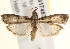  ( - BIOUG17457-B06)  @12 [ ] CreativeCommons - Attribution (2014) CBG Photography Group Centre for Biodiversity Genomics