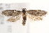  ( - BIOUG17458-B08)  @15 [ ] CreativeCommons - Attribution (2014) CBG Photography Group Centre for Biodiversity Genomics