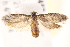  ( - BIOUG17458-F12)  @13 [ ] CreativeCommons - Attribution (2014) CBG Photography Group Centre for Biodiversity Genomics