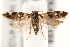  ( - BIOUG17458-H04)  @12 [ ] CreativeCommons - Attribution (2014) CBG Photography Group Centre for Biodiversity Genomics