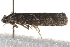  ( - BIOUG17460-D01)  @13 [ ] CreativeCommons - Attribution (2014) CBG Photography Group Centre for Biodiversity Genomics