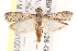  ( - BIOUG17526-G03)  @13 [ ] CreativeCommons - Attribution (2014) CBG Photography Group Centre for Biodiversity Genomics
