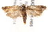  ( - BIOUG17526-H05)  @13 [ ] CreativeCommons - Attribution (2014) CBG Photography Group Centre for Biodiversity Genomics