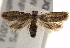 ( - BIOUG17527-C12)  @13 [ ] CreativeCommons - Attribution (2014) CBG Photography Group Centre for Biodiversity Genomics