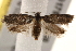  ( - BIOUG17527-D10)  @13 [ ] CreativeCommons - Attribution (2014) CBG Photography Group Centre for Biodiversity Genomics
