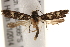  ( - BIOUG17527-E06)  @13 [ ] CreativeCommons - Attribution (2014) CBG Photography Group Centre for Biodiversity Genomics