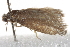  ( - BIOUG17528-A02)  @13 [ ] CreativeCommons - Attribution (2014) CBG Photography Group Centre for Biodiversity Genomics