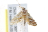  ( - BIOUG17528-D12)  @14 [ ] CreativeCommons - Attribution (2014) CBG Photography Group Centre for Biodiversity Genomics