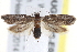  ( - BIOUG17528-E06)  @15 [ ] CreativeCommons - Attribution (2014) CBG Photography Group Centre for Biodiversity Genomics