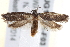  ( - BIOUG17528-F03)  @14 [ ] CreativeCommons - Attribution (2014) CBG Photography Group Centre for Biodiversity Genomics