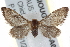  ( - BIOUG17529-A01)  @14 [ ] CreativeCommons - Attribution (2014) CBG Photography Group Centre for Biodiversity Genomics