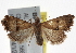  ( - BIOUG17529-B06)  @13 [ ] CreativeCommons - Attribution (2014) CBG Photography Group Centre for Biodiversity Genomics