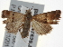  ( - BIOUG17529-B07)  @13 [ ] CreativeCommons - Attribution (2014) CBG Photography Group Centre for Biodiversity Genomics