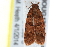  ( - BIOUG17529-F02)  @12 [ ] CreativeCommons - Attribution (2014) CBG Photography Group Centre for Biodiversity Genomics