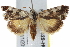  ( - BIOUG17529-H06)  @15 [ ] CreativeCommons - Attribution (2014) CBG Photography Group Centre for Biodiversity Genomics