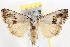  ( - BIOUG18084-A05)  @14 [ ] CreativeCommons - Attribution (2015) CBG Photography Group Centre for Biodiversity Genomics