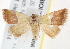  (Eublemma anachoresis - BIOUG18084-B06)  @15 [ ] CreativeCommons - Attribution (2015) CBG Photography Group Centre for Biodiversity Genomics