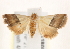  ( - BIOUG18084-B07)  @13 [ ] CreativeCommons - Attribution (2015) CBG Photography Group Centre for Biodiversity Genomics