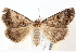  ( - BIOUG18084-F09)  @13 [ ] CreativeCommons - Attribution (2015) CBG Photography Group Centre for Biodiversity Genomics