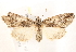  ( - BIOUG18084-G07)  @14 [ ] CreativeCommons - Attribution (2015) CBG Photography Group Centre for Biodiversity Genomics