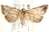  ( - BIOUG18085-A03)  @15 [ ] CreativeCommons - Attribution (2015) CBG Photography Group Centre for Biodiversity Genomics