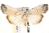  ( - BIOUG18085-A08)  @15 [ ] CreativeCommons - Attribution (2015) CBG Photography Group Centre for Biodiversity Genomics