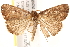  ( - BIOUG18085-A10)  @14 [ ] CreativeCommons - Attribution (2015) CBG Photography Group Centre for Biodiversity Genomics