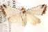  (Eublemma vestalis - BIOUG18085-C03)  @14 [ ] CreativeCommons - Attribution (2015) CBG Photography Group Centre for Biodiversity Genomics