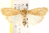  ( - BIOUG18085-C11)  @13 [ ] CreativeCommons - Attribution (2015) CBG Photography Group Centre for Biodiversity Genomics
