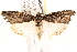  ( - BIOUG18085-H04)  @15 [ ] CreativeCommons - Attribution (2015) CBG Photography Group Centre for Biodiversity Genomics