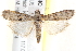  ( - BIOUG18085-H06)  @13 [ ] CreativeCommons - Attribution (2015) CBG Photography Group Centre for Biodiversity Genomics