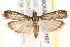  ( - BIOUG18085-H07)  @13 [ ] CreativeCommons - Attribution (2015) CBG Photography Group Centre for Biodiversity Genomics