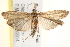  (Etiella behrii - BIOUG18086-A06)  @15 [ ] CreativeCommons - Attribution (2015) CBG Photography Group Centre for Biodiversity Genomics