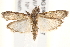  ( - BIOUG18086-A07)  @12 [ ] CreativeCommons - Attribution (2015) CBG Photography Group Centre for Biodiversity Genomics
