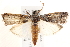  ( - BIOUG18086-B03)  @14 [ ] CreativeCommons - Attribution (2015) CBG Photography Group Centre for Biodiversity Genomics