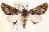  ( - BIOUG18086-D10)  @12 [ ] CreativeCommons - Attribution (2015) CBG Photography Group Centre for Biodiversity Genomics