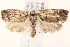  ( - BIOUG18086-E05)  @12 [ ] CreativeCommons - Attribution (2015) CBG Photography Group Centre for Biodiversity Genomics