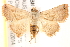  ( - BIOUG18086-F12)  @12 [ ] CreativeCommons - Attribution (2015) CBG Photography Group Centre for Biodiversity Genomics