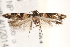  ( - BIOUG18086-H01)  @12 [ ] CreativeCommons - Attribution (2015) CBG Photography Group Centre for Biodiversity Genomics