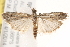  ( - BIOUG18086-H11)  @14 [ ] CreativeCommons - Attribution (2015) CBG Photography Group Centre for Biodiversity Genomics