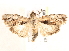  ( - BIOUG18087-F03)  @13 [ ] CreativeCommons - Attribution (2015) CBG Photography Group Centre for Biodiversity Genomics