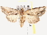  ( - BIOUG18087-F04)  @13 [ ] CreativeCommons - Attribution (2015) CBG Photography Group Centre for Biodiversity Genomics