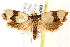  ( - BIOUG18088-A11)  @14 [ ] CreativeCommons - Attribution (2015) CBG Photography Group Centre for Biodiversity Genomics