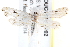  ( - BIOUG18088-D02)  @15 [ ] CreativeCommons - Attribution (2015) CBG Photography Group Centre for Biodiversity Genomics