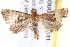  ( - BIOUG18088-F11)  @13 [ ] CreativeCommons - Attribution (2015) CBG Photography Group Centre for Biodiversity Genomics