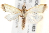  ( - BIOUG18088-H03)  @13 [ ] CreativeCommons - Attribution (2015) CBG Photography Group Centre for Biodiversity Genomics