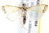  ( - BIOUG18088-H04)  @13 [ ] CreativeCommons - Attribution (2015) CBG Photography Group Centre for Biodiversity Genomics