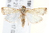  ( - BIOUG18088-H06)  @13 [ ] CreativeCommons - Attribution (2015) CBG Photography Group Centre for Biodiversity Genomics