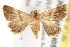  (Eublemma leucodesma - BIOUG18088-H09)  @15 [ ] CreativeCommons - Attribution (2015) CBG Photography Group Centre for Biodiversity Genomics